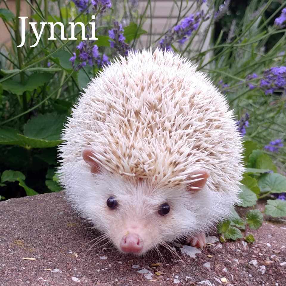 Our Herd the hedgies of Hedgehog Valley